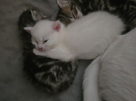 Turkish angora kittens