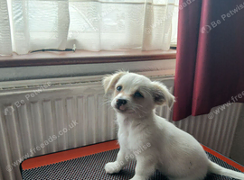 Pup in Leyton