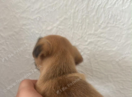 puppy for sale