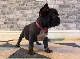 K.c French bulldog girl