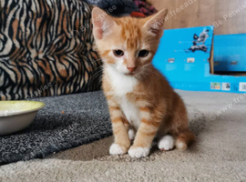 Kittens