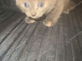 3 kittens for sale