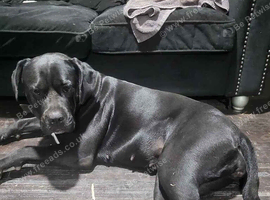 Cane corso x American bulldog