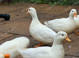 Call Ducks