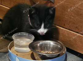 Tuxedo kitten for sale
