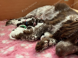 Sprocker last girl left