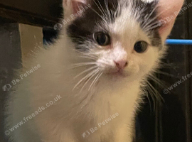 Male kittens