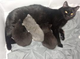 3 beautiful  kittens for sale