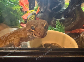 18 month old male