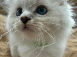 7 beautiful blue eyed ragdoll kittens.