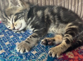 Girl kitten