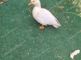 Male call duck