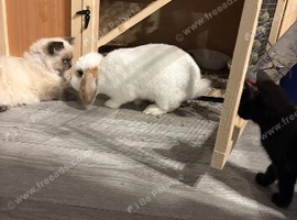 Beautiful mini loop bunny