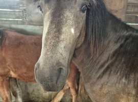 Non gelded dartmoar pony