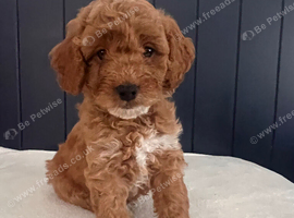 Absolutely stunning Cavapoo puppies