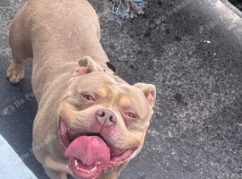 Pocket bully boy 3yrs old