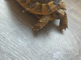 tortoise 3 years old