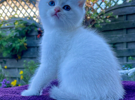 Golden Colourpoint Kittens in Tamworth