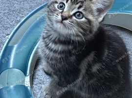 2 boys left British /birman kittens
