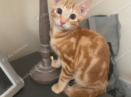Ginger kitten