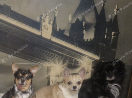 3 chihuahuas  for adoption