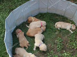 Litter of Golden Retriver puppies