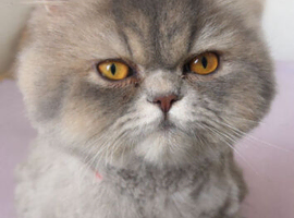 Long hair exotic persian cat