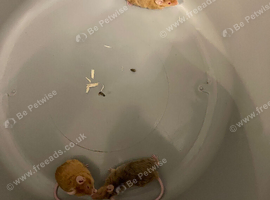 3 female curly mice