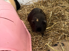 Four female guinea pigs