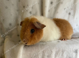 Teddy baby Guineapigs 1 male 2 female