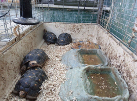 2 red foot tortoises for sale &pound;250 each
