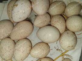 Bronze turkey hatching eggs