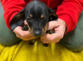 Only 1 girl left very small dachshund girl