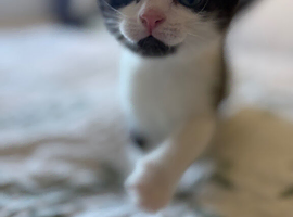 Boy kitten