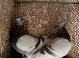 A pair of silver racing pigeons