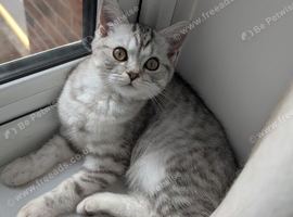 Full British shorthairs READY NOW!