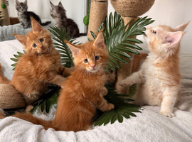 XXL Maine Coon kittens from a loving home cattery  In our small home cattery, beautiful large type Maine Coon babies grow up surrounded by love and ca
