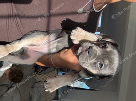 8 Staffy x Frenchie puppies