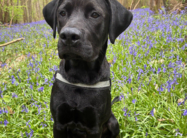Cane corso x Rottweiler