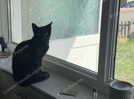 Black Kitten