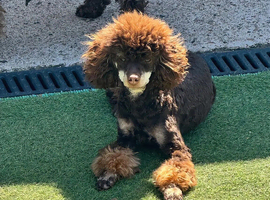 Chocolate Phantom KC Reg Toy Poodle Stud