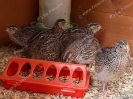 Japanese coturnix quail