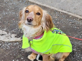 Small Working Cocker Female