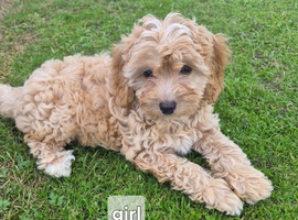 Lovely fluffy cavapoo pups &pound;585