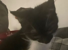Save the cat