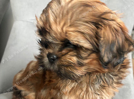 1 Shih Tzu girl puppy left