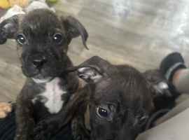 Puppy Ready For A New Home