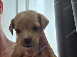 Cavapoo pups