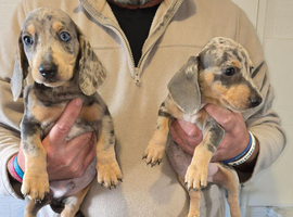 Beautiful dachshund puppies