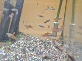 40 Swordtails ready to go